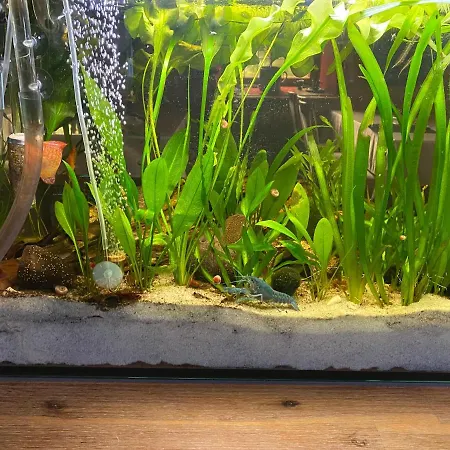 Waldhotel Zoebischhaus Ξενοδοχείο 2*