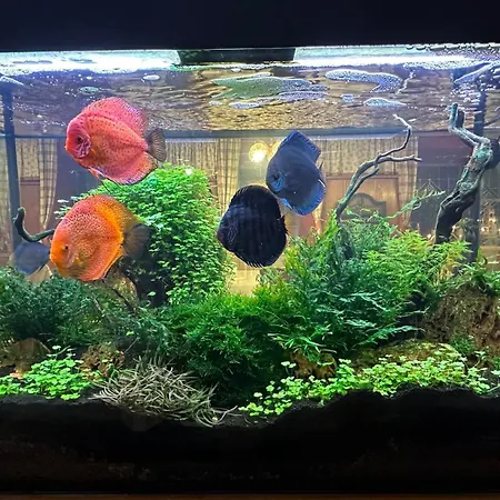 Waldhotel Zoebischhaus Ξενοδοχείο 2*