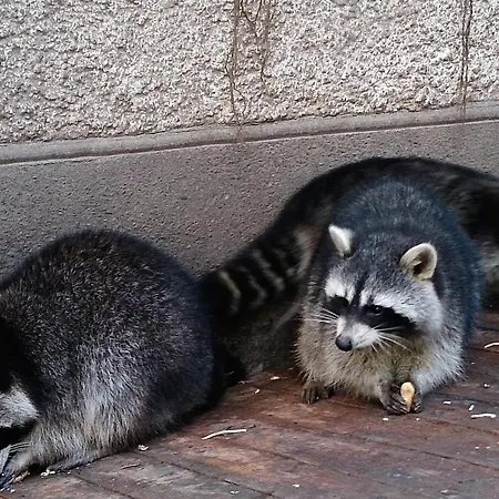 Ξενοδοχείο Waldhotel Zoebischhaus Bad Reiboldsgrün